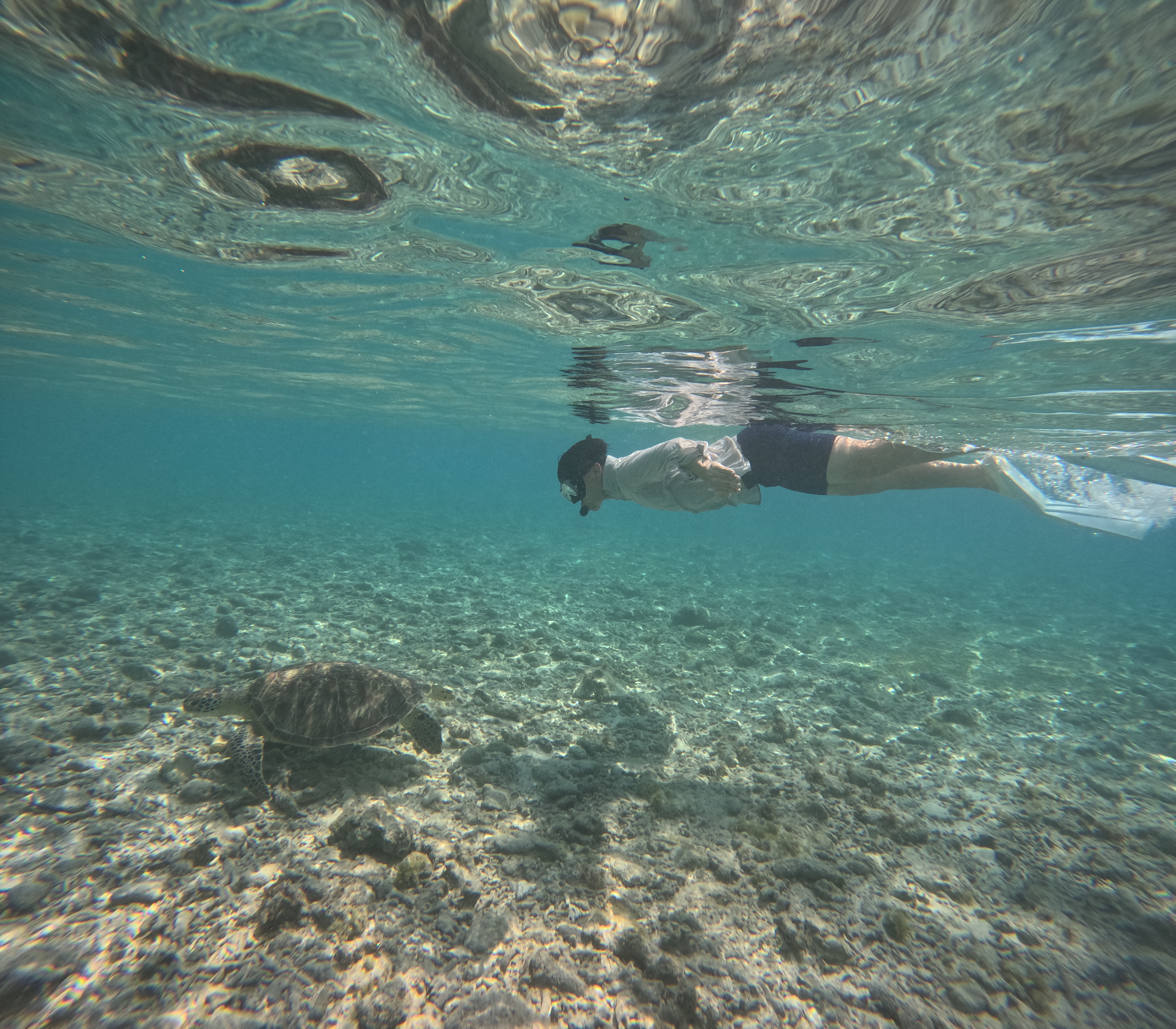 gili turtle 1