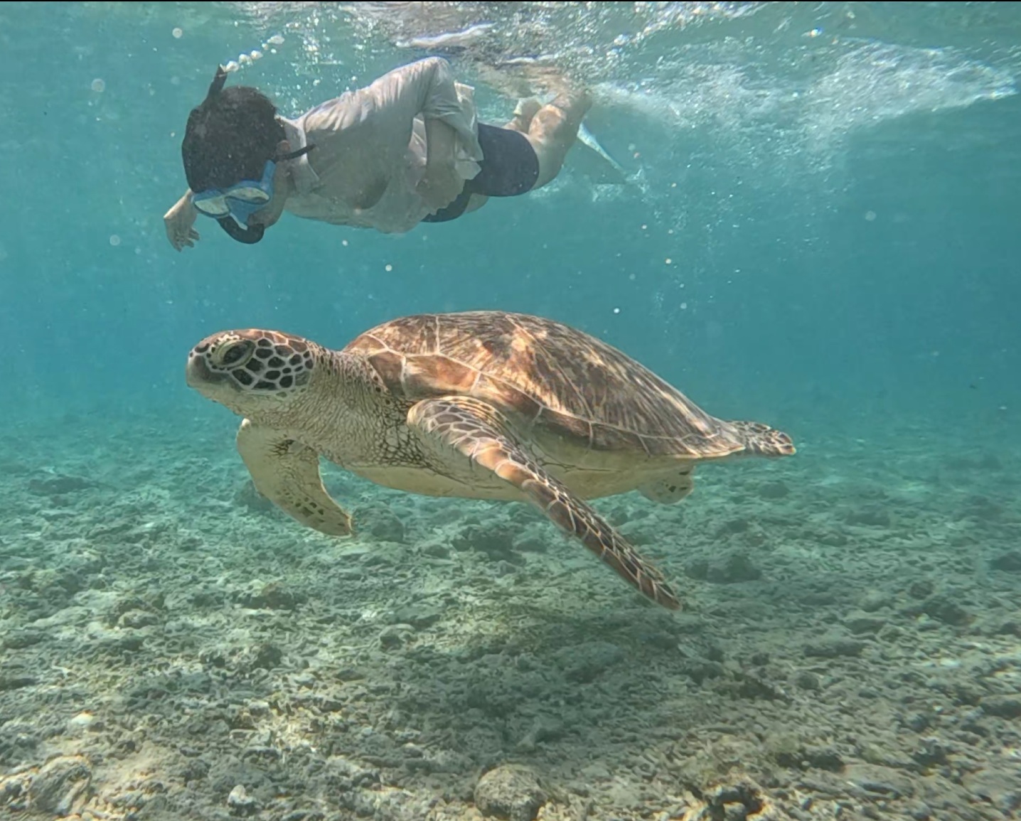 gili turtle 2